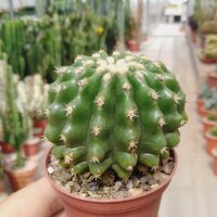 Echinocactus grusonii cv. nudum