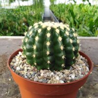 Echinocactus grusonii cv. nudum