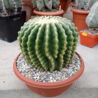 Echinocactus grusonii cv. nudum