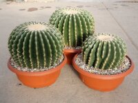 Echinocactus grusonii cv. nudum