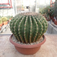 Echinocactus grusonii cv. nudum