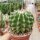 Echinocactus grusonii cv. nudum