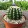 Echinocactus grusonii cv. nudum