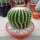 Echinocactus grusonii cv. nudum