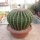 Echinocactus grusonii cv. nudum