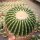 Echinocactus grusonii cv. nudum