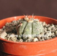 Echinocactus horizonthalonius