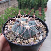 Echinocactus horizonthalonius KMR 085