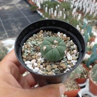 Echinocactus horizonthalonius JABO 032