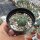 Echinocactus horizonthalonius JABO 032