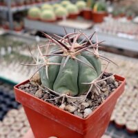 Echinocactus horizonthalonius Big Bend, Texas, USA