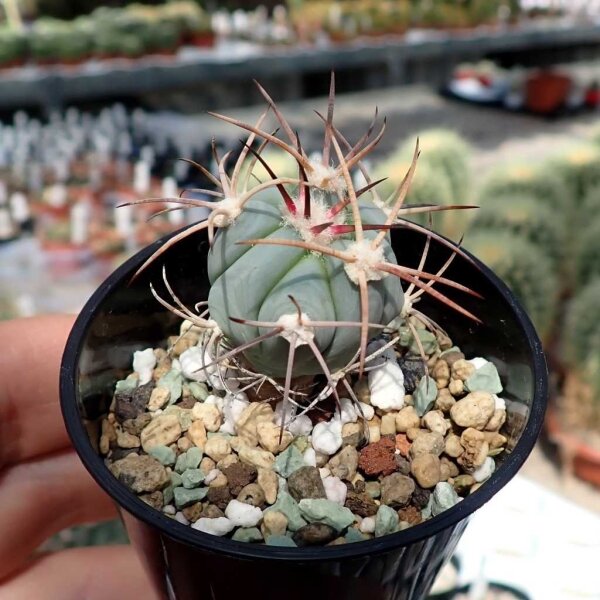 Echinocactus horizonthalonius Est. Menchaca, Coahuila, Mx.