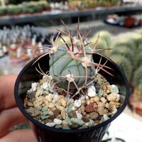 Echinocactus horizonthalonius Est. Menchaca, Coahuila, Mx.