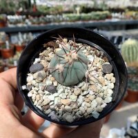 Echinocactus horizonthalonius Est. Menchaca, Coahuila, Mx.