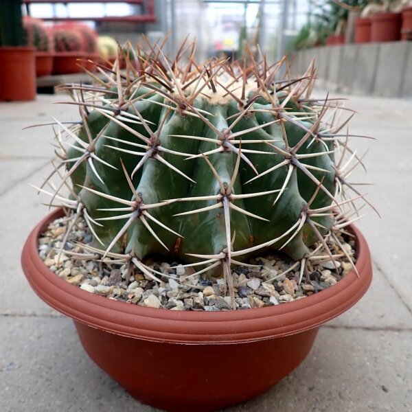 Echinocactus ingens XL
