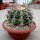 Echinocactus ingens XL