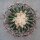 Echinocactus ingens XL