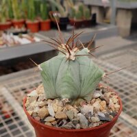 Echinocactus ingens