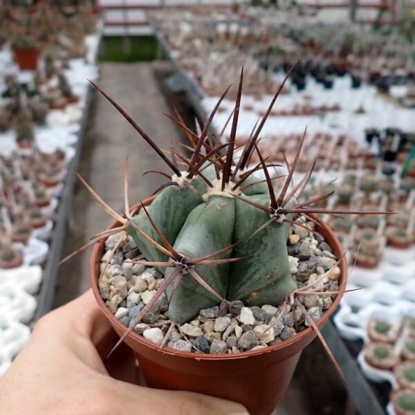 Echinocactus platyacanthus Guadalcazar, SLP, MX