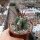 Echinocactus platyacanthus Guadalcazar, SLP, MX