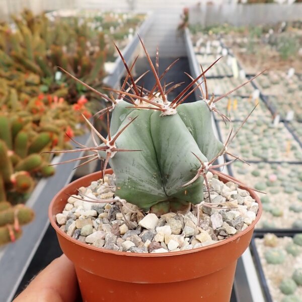 Echinocactus platyacanthus San Ignacio