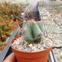 Echinocactus platyacanthus San Ignacio