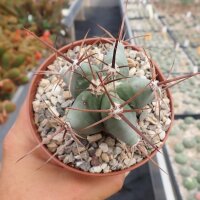 Echinocactus platyacanthus San Ignacio
