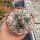 Echinocactus platyacanthus San Ignacio