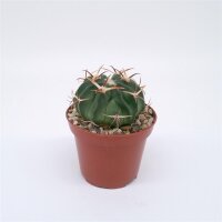 Echinocactus texensis