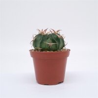 Echinocactus texensis