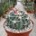 Echinocactus texensis