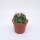 Echinocactus texensis