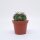 Echinocactus texensis