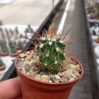 Echinocereus yavapaiensis