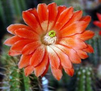 Echinocereus acifer