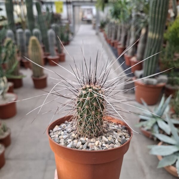 Echinocereus apachensis