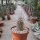 Echinocereus apachensis