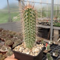 Echinocereus apachensis BW 74   (dw)