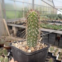Echinocereus apachensis BW 74   (dw)