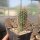 Echinocereus apachensis BW 74   (dw)