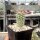 Echinocereus apachensis BW 74   (dw)