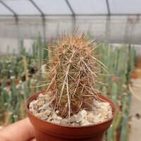 Echinocereus barthelowanus