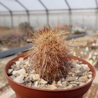Echinocereus barthelowanus