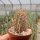 Echinocereus barthelowanus