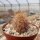 Echinocereus barthelowanus