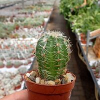 Echinocereus adustus ssp. bonatzii MAO 0024