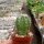 Echinocereus adustus ssp. bonatzii MAO 0024
