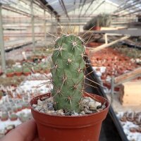 Echinocereus brandegeei