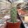 Echinocereus brandegeei