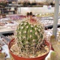 Echinocereus bristolii BW 219